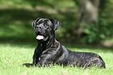 CANE CORSO 1161